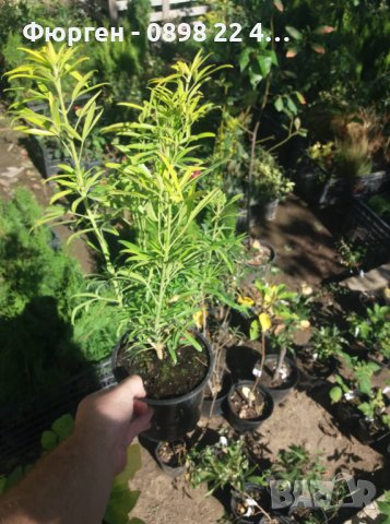  Чойсия  (Портокалово цвете) - Choisya Aztec Gold, снимка 9 - Разсади - 36762009