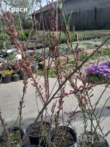 Тамарекс., снимка 2 - Градински цветя и растения - 54228142