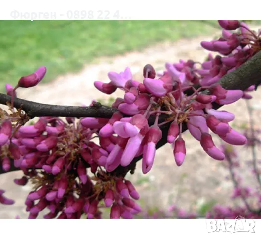 Див рожков (Cercis siliquastrum) Дърво на Юда, снимка 5 - Разсади - 49944879