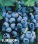 Боровинки(разсад) сортове BlueCrop, Duke, Chandler и Червена Боровинка, снимка 5