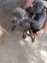 Продажба на кученца , снимка 1