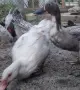 порода Индийски бегач патки, снимка 4