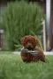 Той пудел Toy poodle, снимка 2