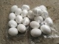  Изкуствени пластмасови яйца за кокошки  тежки 