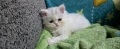Персийско котенце, снимка 5