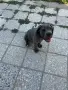 Мъжко Кане Корсо, снимка 6