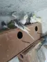  Продавам корели и вълнисти папагали , снимка 1