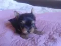 йоркширски териер, снимка 1