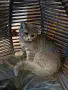 Британски / шотландски котета , снимка 11
