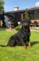 Ротвайлери , снимка 6
