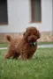 Той пудел Toy poodle, снимка 8