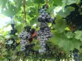продавам грозде, снимка 2