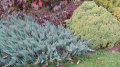 Хвойна Блу Чип, Juniperus hor. Blue Chip , снимка 2