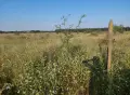 Земеделска земя 10 дка, снимка 6