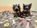 йорки, снимка 4