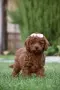 Той пудел Toy poodle, снимка 11