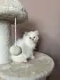 Персийско коте. , снимка 18