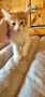 Продавам сибирски котенца , снимка 4