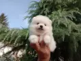 Чисто бели Померанчета. Реални снимки !!!, снимка 3