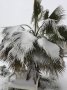 Предлагам малки студоустоичиви палми Трахикаптус - 10 лв, снимка 8
