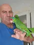 Продавам ръчно хранени бебета зеленобузи амазони , снимка 2