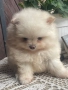 Померан, снимка 4
