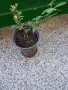 Красив Декоративен лимон!, снимка 1