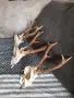 красиви сръндаци, снимка 5