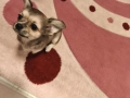 Чихуахуа момиченце, снимка 7