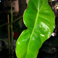 Philodendron Paraiso Verde , снимка 3 - Стайни растения - 44914725