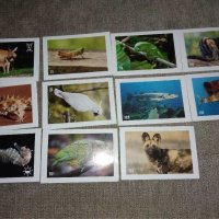 Картинки от дъвки Турбо,салфетки, чипове Чипикао,стикери Билла, снимка 5 - Колекции - 29635684