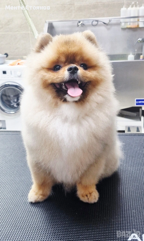 померан , снимка 1