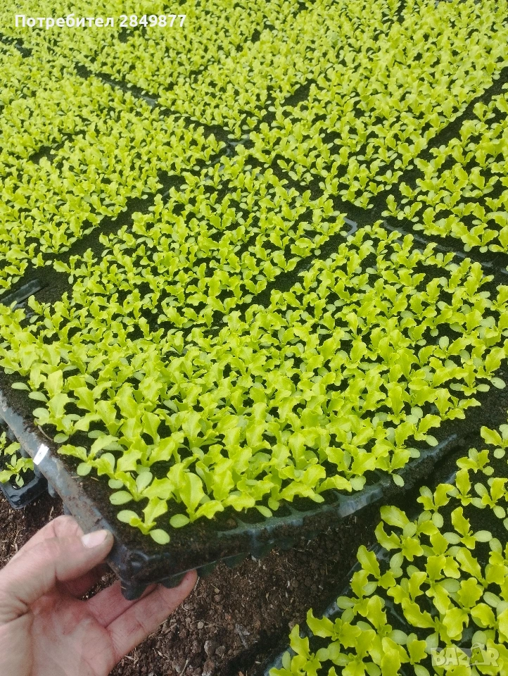 Разсад салати Отис, Фънфикс, Фрисади , снимка 1