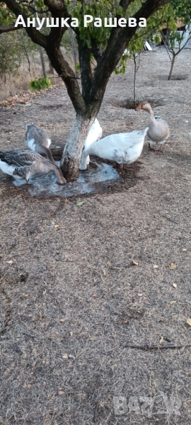Гъски , снимка 1