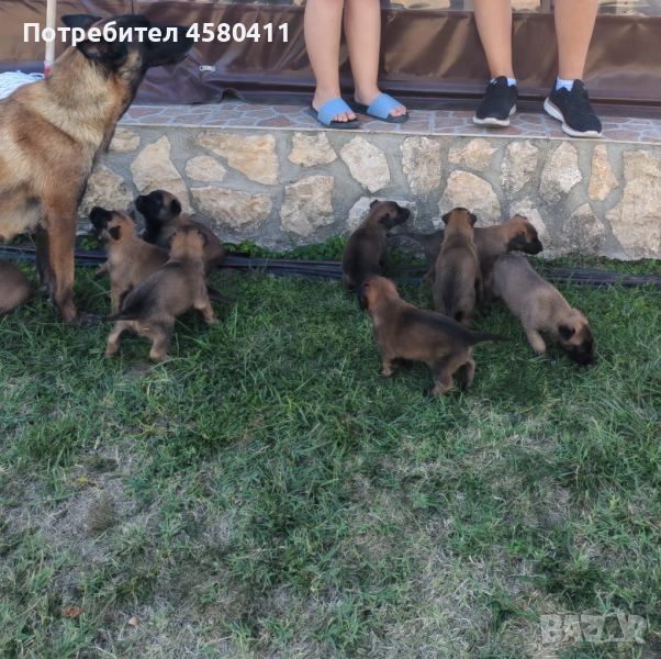 Белгийска овчарка-малиноа, снимка 1