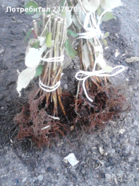  Разсад Малини сорт Херитидж , снимка 1