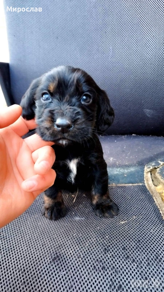 Мъжки кокер шпаньол , снимка 1