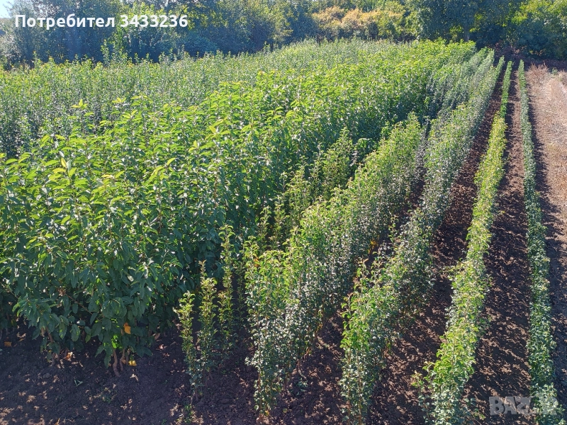 Овощен посадъчен материал 2025, снимка 1