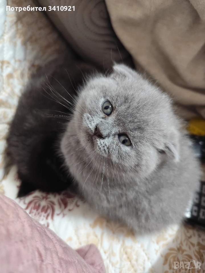 шотландски клепоухи котета, снимка 1