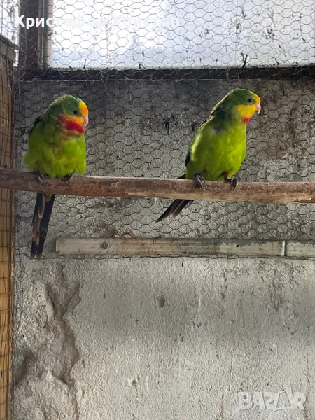 Барабандови папагали, снимка 1