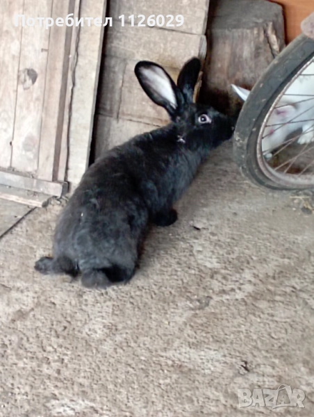 Зайци пеперуда с цика мъжки и женски , снимка 1