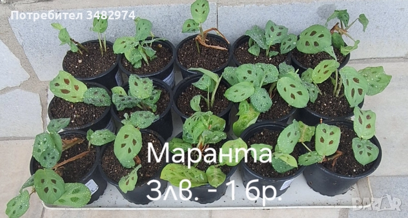 Предлагам стайни цветя, снимка 1