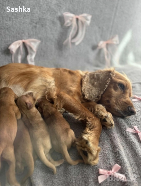 Английски кокер шпаньол, снимка 1