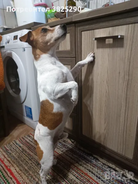 Джак Ръсел си търси дама , снимка 1