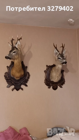 Препарирани Сръндаци 2 броя, снимка 10 - Други - 53132037