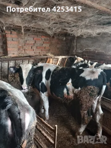Продавам телета угоени , снимка 8 - Крави - 56452042