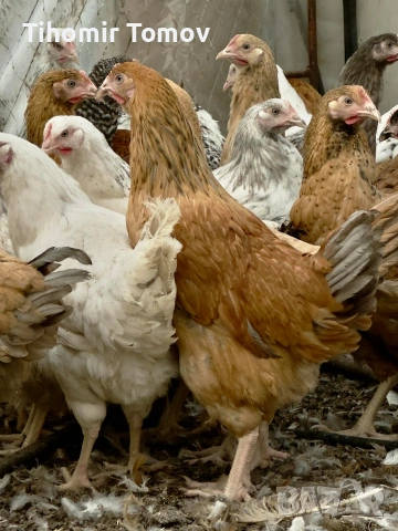 продавам ярки кръстоска за яйца и месо , снимка 4 - Кокошки и пуйки - 54167627