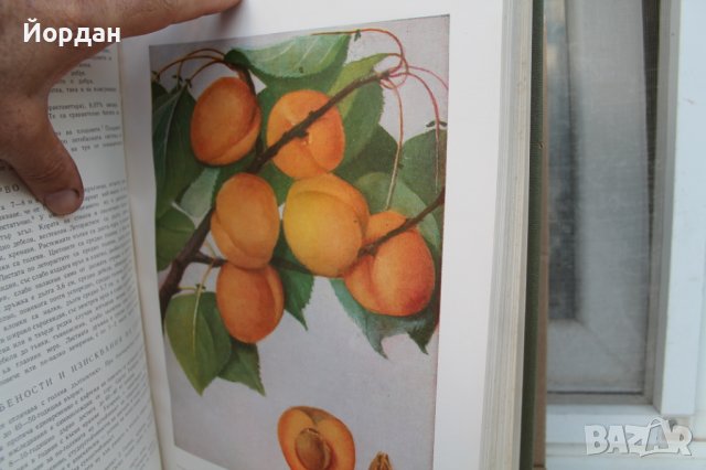 II том ''Българска помология'' 470 страници, снимка 5 - Колекции - 42756014