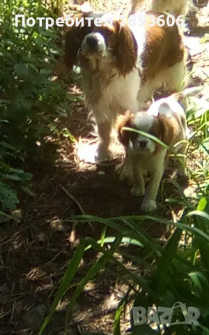 Кавалер Кинг Чарлз шпаньол, снимка 15 - Кавалер кинг чарлз шпаньол - 50016007