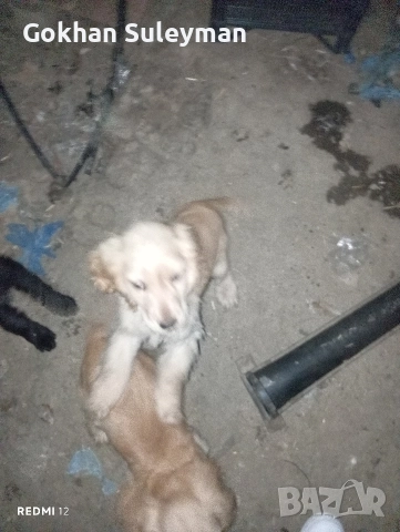 2 мъжки Кокер Шпаньол , снимка 3 - Кокер шпаньол - 52596565